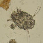 Parasitologie